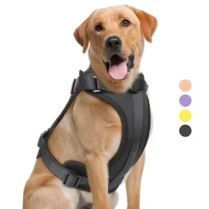 Pet Collars
